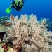 coral_soft_kj_v_0705_png0034.jpg
